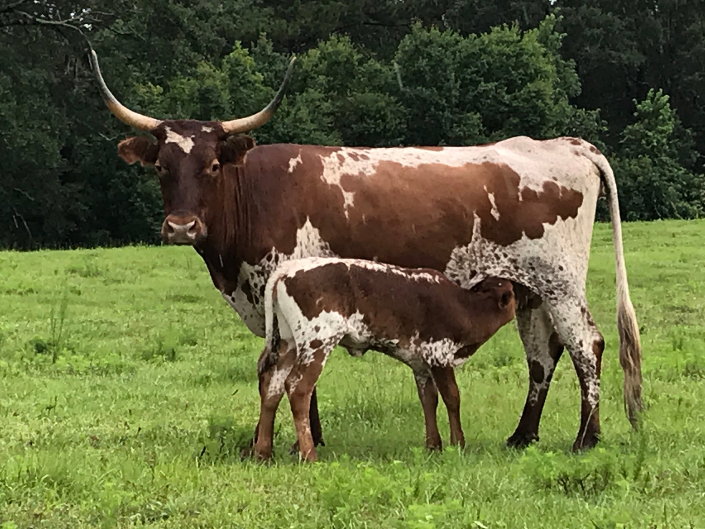 Pineywoods Cattle