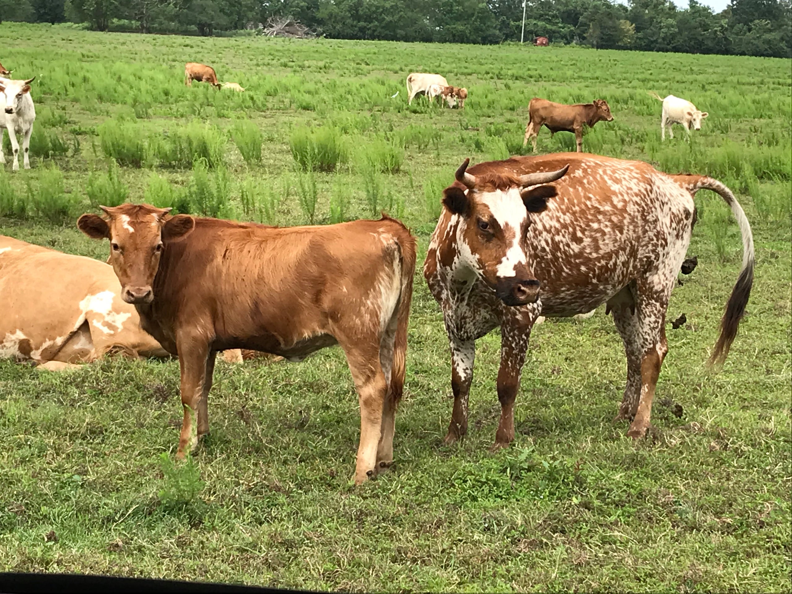 G20 Cowpen Creek Farm