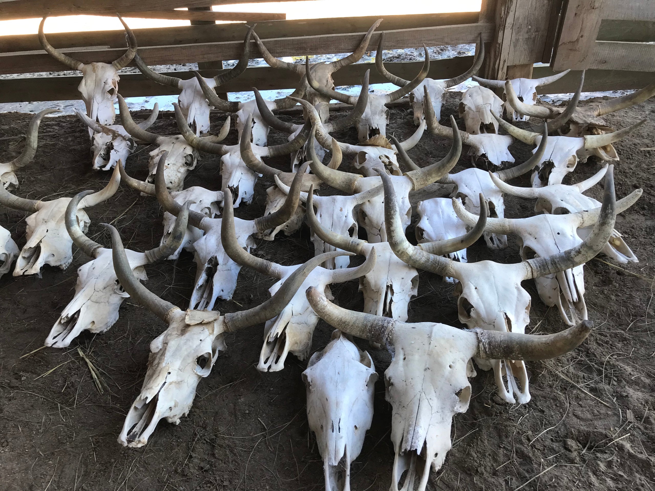 Decorative Horned Skulls Cowpen Creek Farm