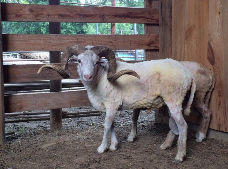 Native Gulf Coast Sheep Contact us on pricing of Native Sheep